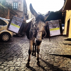 Castelbuono